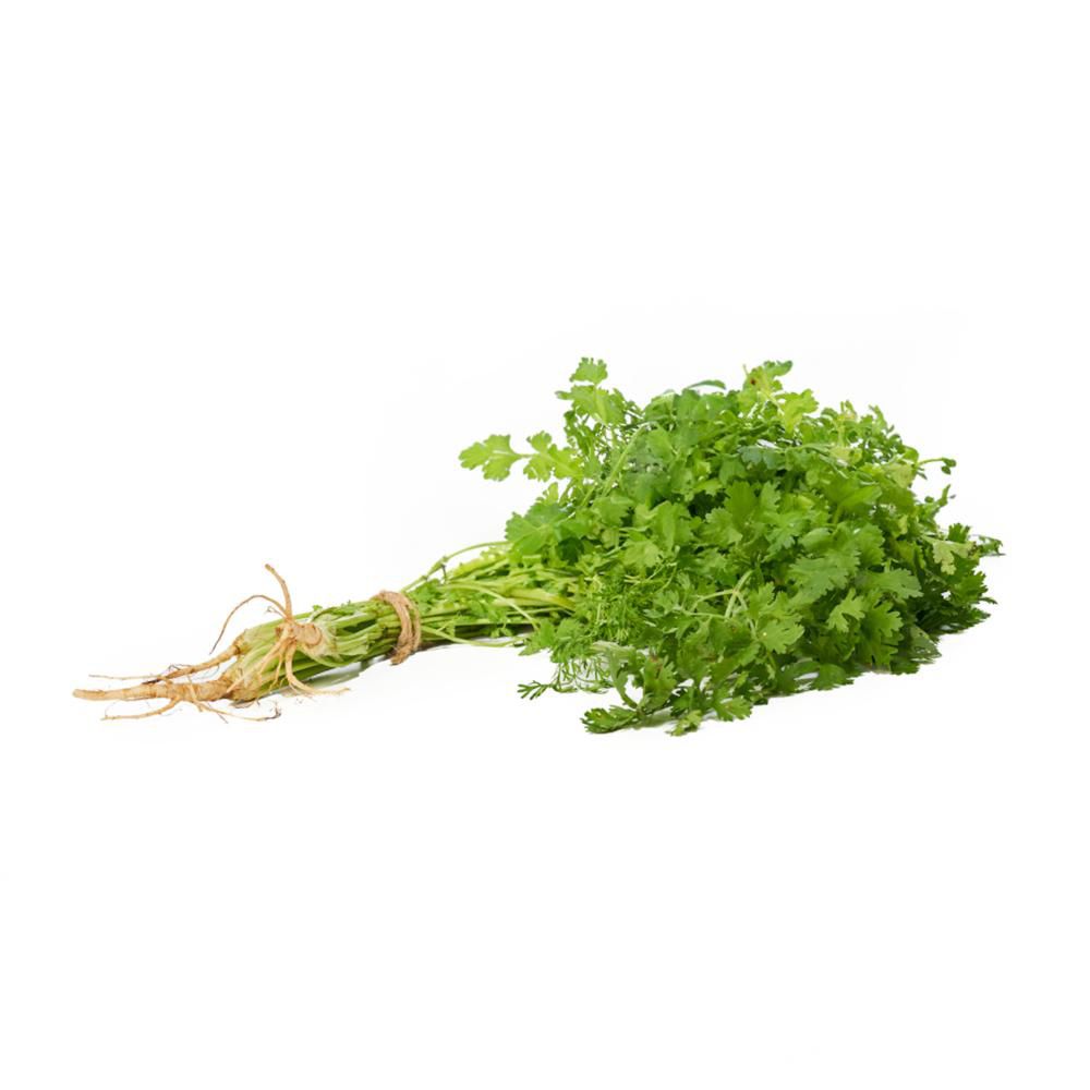 Cilantro